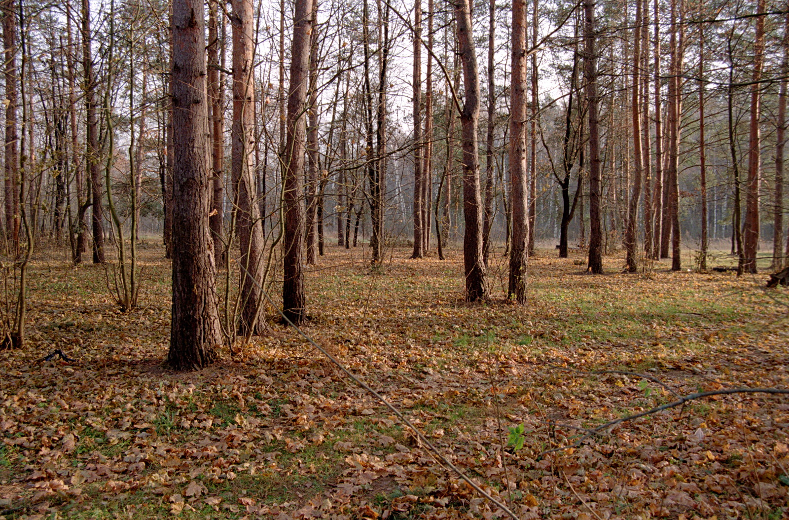 Середина осени. Kodak ColorPlus
