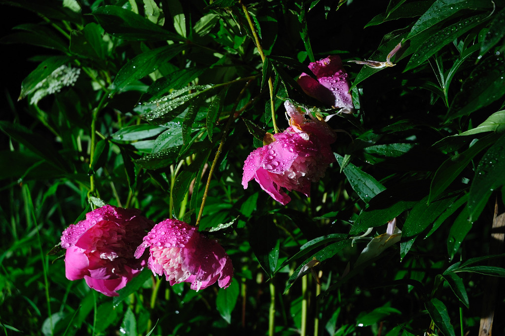 After night rain