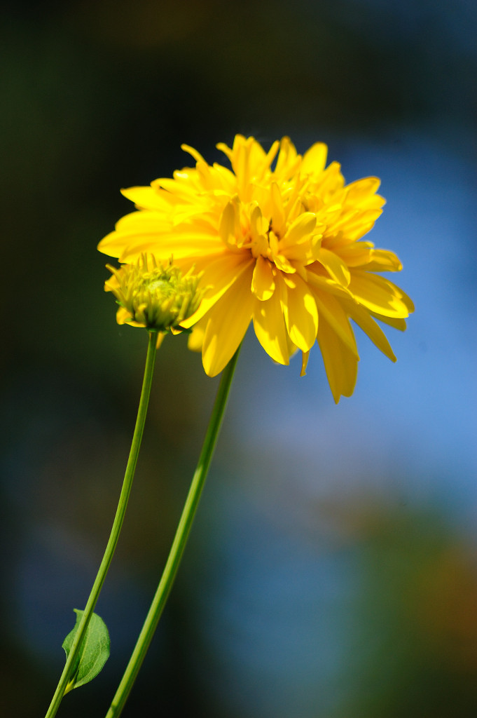 Do you like yellow?