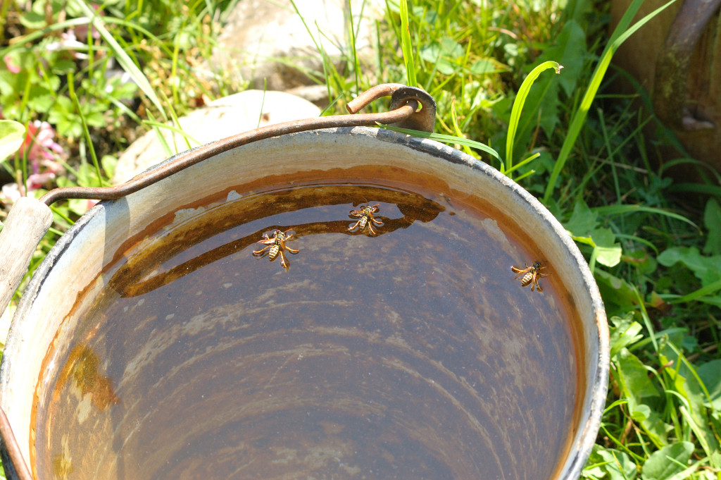Hot July 2010 - everyone wants a bath