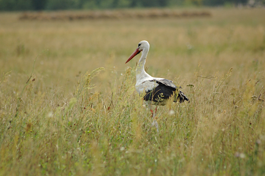 Stork? Heron?