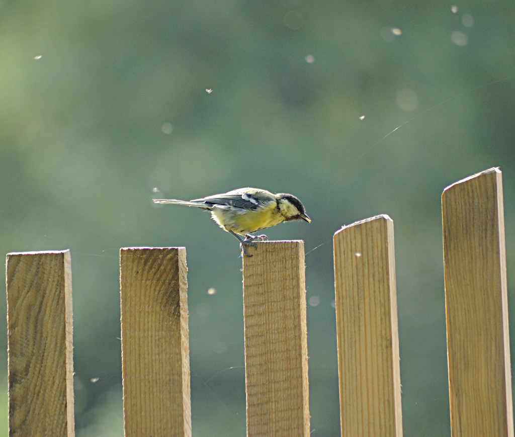 titmouse