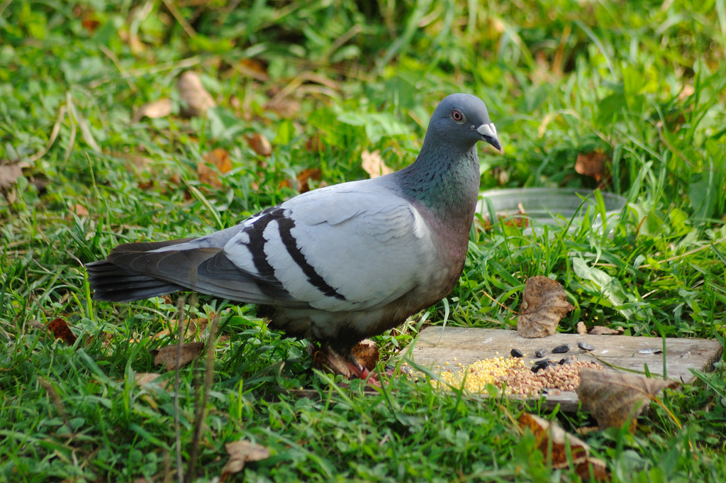 The pigeon - our September guest