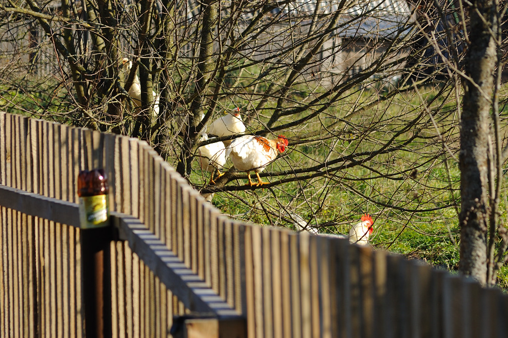 Chickens on the branch are enjoying October Sun :)